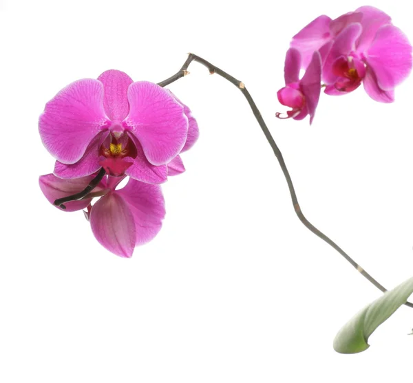 Phalaenopsis. paarse orchid op witte achtergrond — Stockfoto