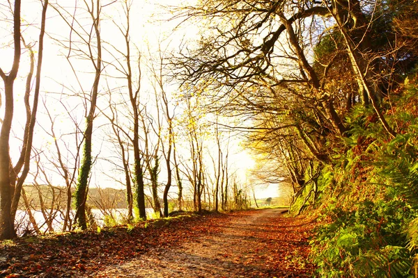 秋天的通路。co.cork 爱尔兰. — 图库照片