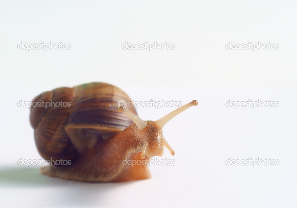 Garden Snail Stock Photo By C Voyagerix