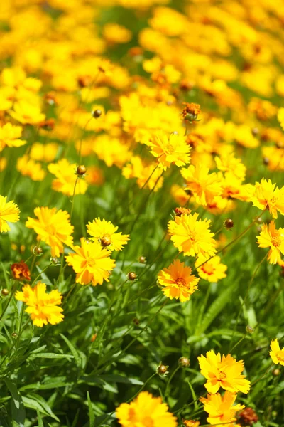 Flores amarelas no jardim brilhou ao sol — Fotografia de Stock