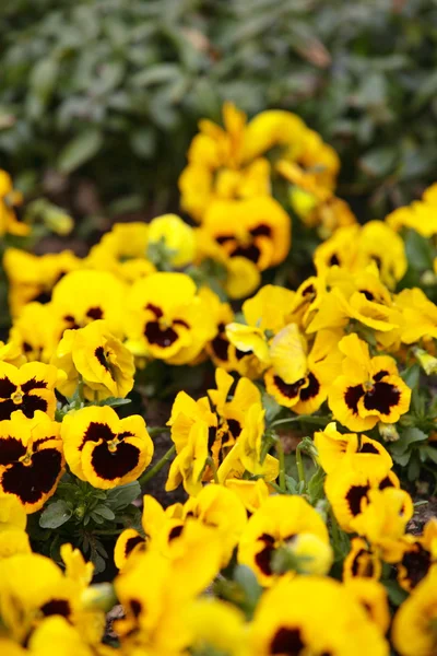 Желтые трусики в саду как фон — стоковое фото