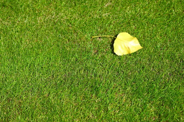 Один березовый лист на фоне текстуры травяного поля — стоковое фото
