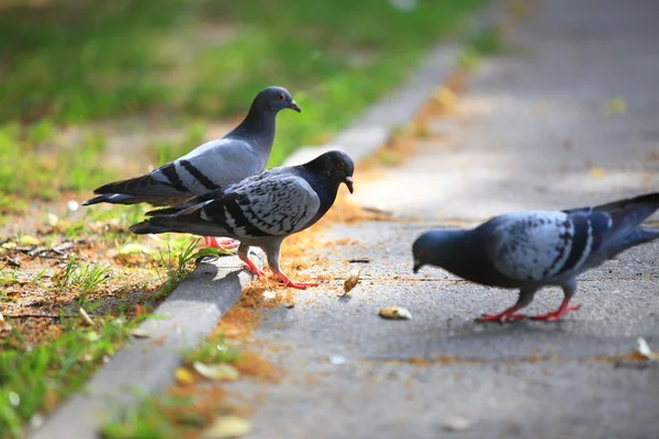 Голодные голуби едят хлеб на улице — стоковое фото