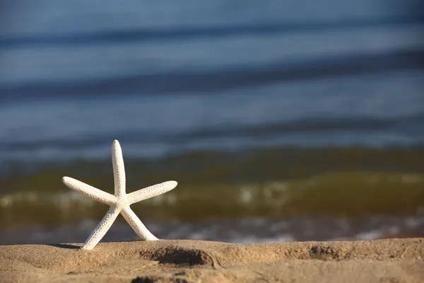 Starfish on beach at ocean background — Stock Photo, Image