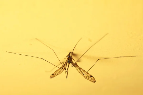 Mosquito sentado na parede interior — Fotografia de Stock