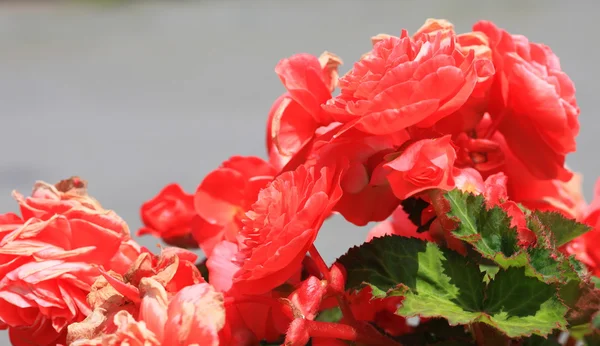 Red flowers in garden outdoor — Stock Photo, Image