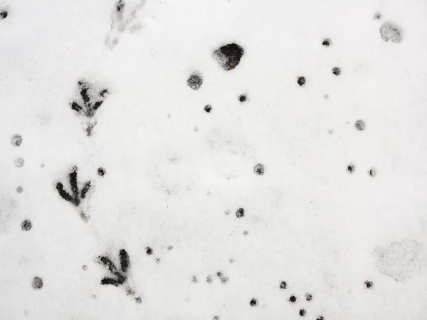 Vogelpfad im Neuschnee — Stockfoto