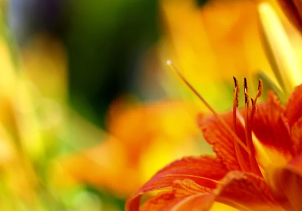 Orange lilly blomma liljor utomhus — Stockfoto