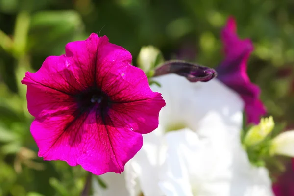핑크 화이트 피튜니아 꽃 식물 정원에서. — 스톡 사진