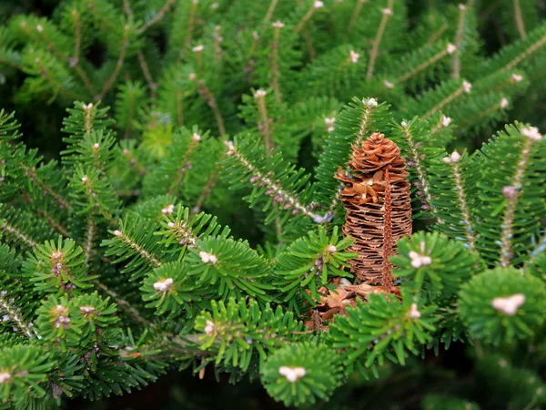 Ramo de conífera com cones — Fotografia de Stock