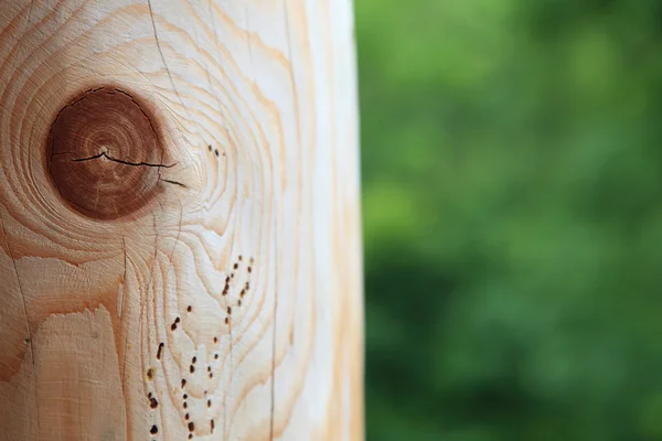 Wooden plank woodworm track green background — Stock Photo, Image