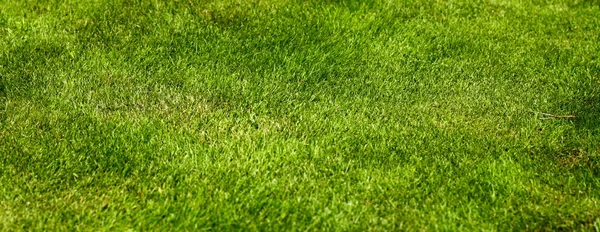 Текстура травяного поля — стоковое фото