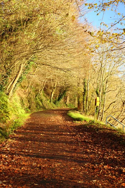 Autumn Pathway. Co.Cork, Irlanda . — Fotografia de Stock