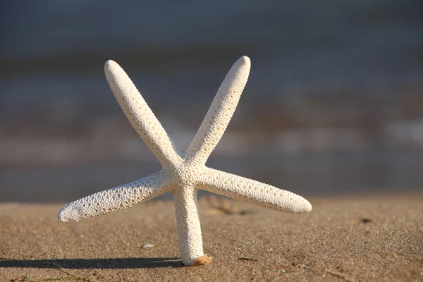 Морские звезды на пляже на фоне океана — стоковое фото