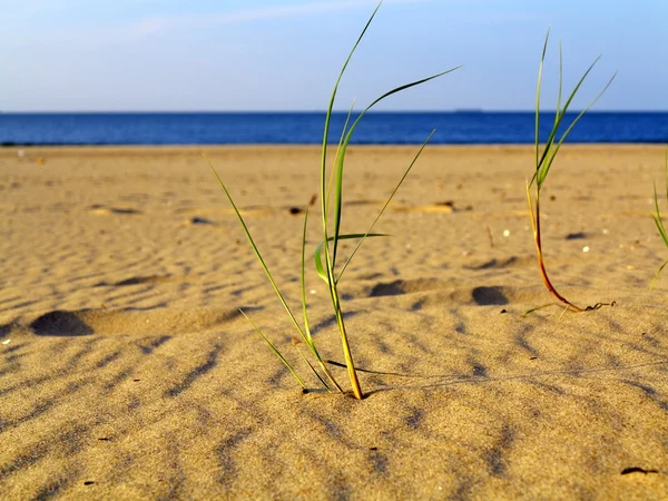 Baltic sea grassy sand dunes in the foreground — Stock Photo, Image