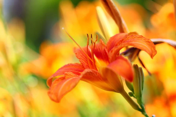 Oranje lilly bloem lelies buiten — Stockfoto