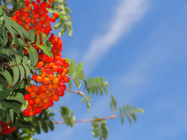 Outono rowan bagas ashberry. Sorbus aucuparia — Fotografia de Stock