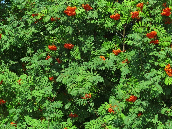 Осенняя рябина с ежевикой. Sorbus aucuparia — стоковое фото