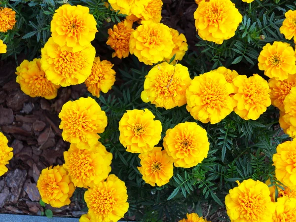 Flores amarelas no jardim. Marigold tagetes — Fotografia de Stock