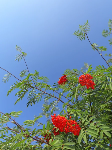 Φθινοπωρινά μούρα σμέουρα. Sorbus aucuparia — Φωτογραφία Αρχείου