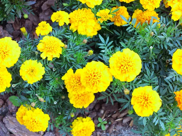 Flores amarillas en el jardín. Tagetes de caléndula —  Fotos de Stock