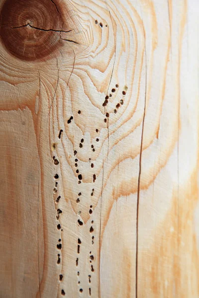 Textura fundo prancha de madeira woodworm track — Fotografia de Stock