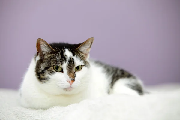Gato casero grande está acostado en una cama —  Fotos de Stock