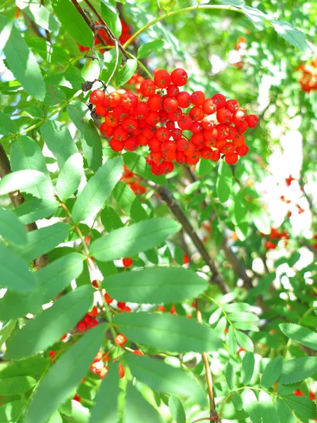 Autumn rowan berries ashberry. Sorbus aucuparia — Stock Photo, Image