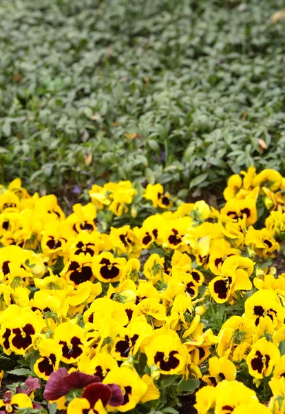 Gelbe Stiefmütterchen im Garten als Hintergrund — Stockfoto