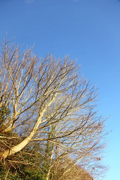 Autunno. Rami d'albero contro il cielo blu — Foto Stock