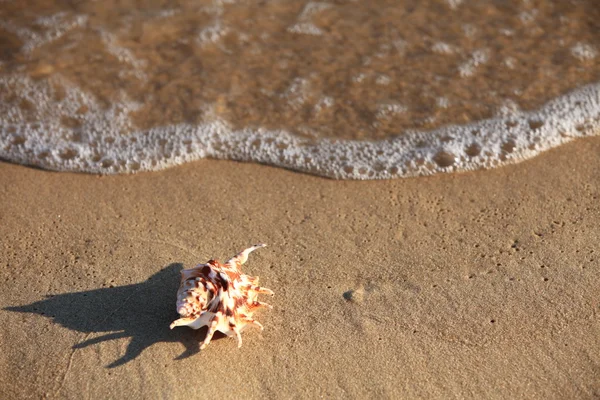 Sea shell with sand as background — Stock Photo, Image