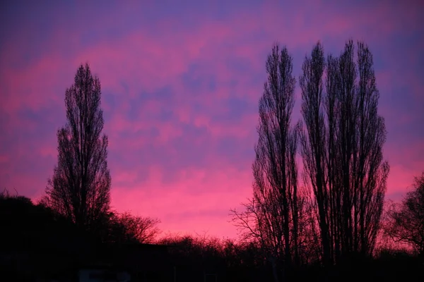 Dramatické růžové nebe a slunce stromy nebo východ slunce — Stock fotografie