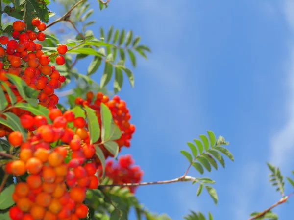 Jesienne jagody jagód jagodowych. Sorbus aucuparia — Zdjęcie stockowe