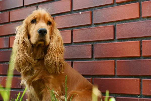 Cocker spaniel — Foto de Stock