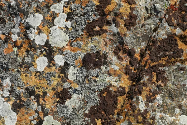 Background of stone rock with lichen and moss — Stock Photo, Image