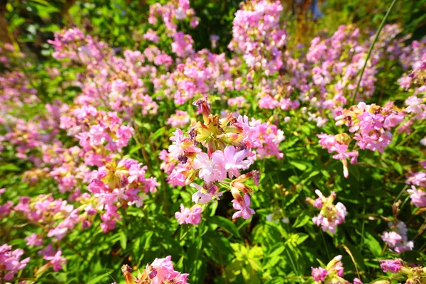 Rosa blommor i trädgården lyste på sun — Stockfoto