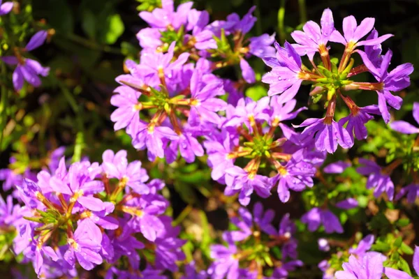 Violet flowers in the garden shined at sun — Stock Photo, Image