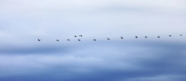 Husy létání ve formaci proti večerní obloze — Stock fotografie