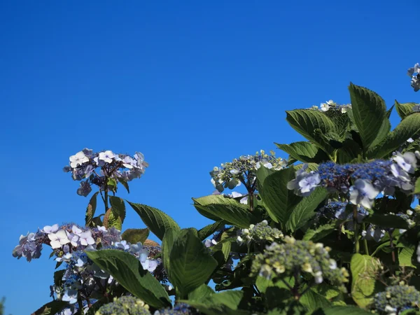 Hydrangea Aspera Macrophylla hortensia flowers — Stock Photo, Image