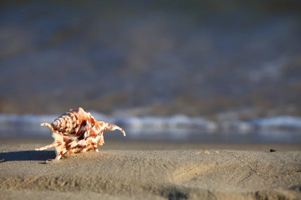 Sea shell on beach at ocean background — Stock Photo, Image