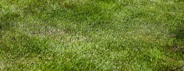 Grass field texture background — Stock Photo, Image