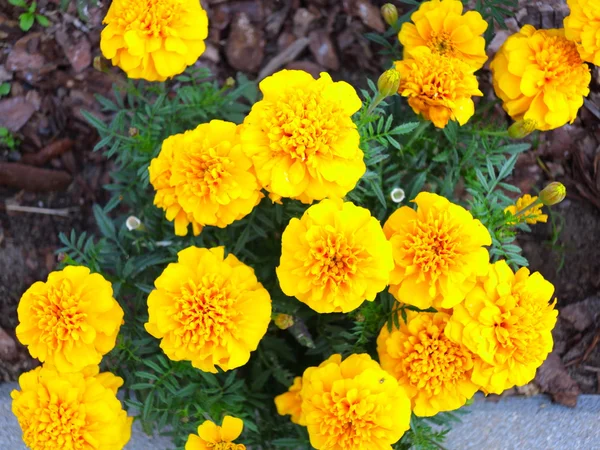 Yellow flowers in the garden. Marigold tagetes — Stock Photo, Image