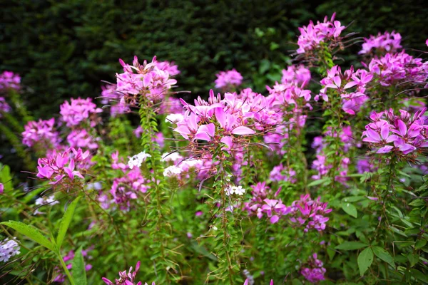 Pink flowers in the garden shined at sun — Stock Photo, Image