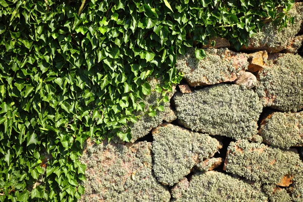 Achtergrond stenen rock muur en ivy bladeren — Stockfoto