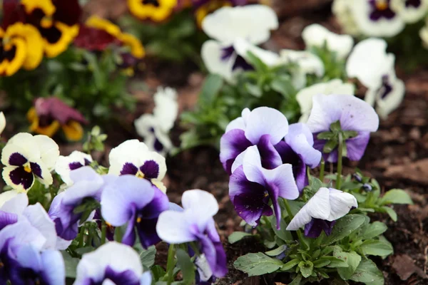 Violet pansies in the garden as background — Zdjęcie stockowe
