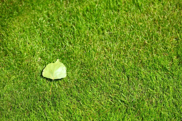 One birch leaf on grass field texture background — Stock Photo, Image