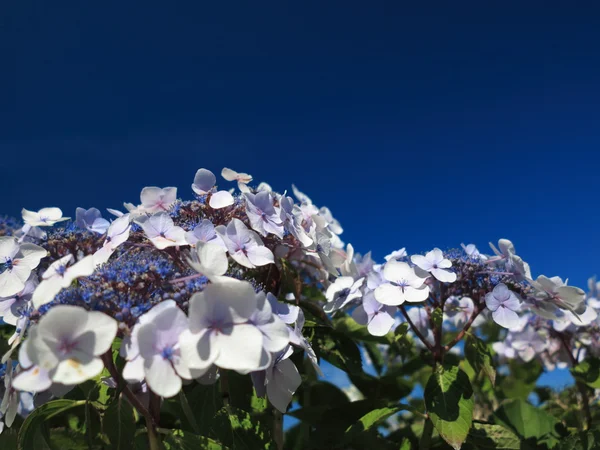 Hydrangea Aspera Makrofilne kwiaty hortensji — Zdjęcie stockowe