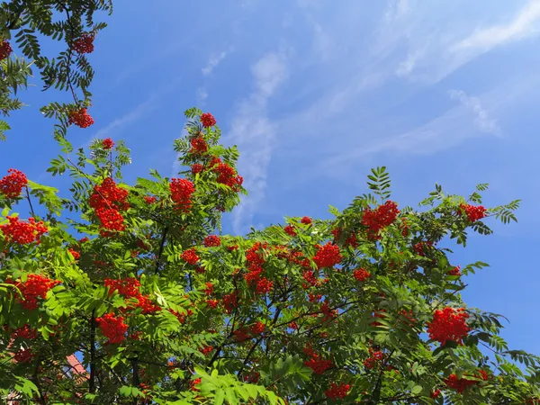 Outono rowan bagas ashberry. Sorbus aucuparia — Fotografia de Stock