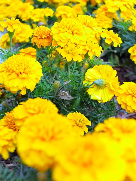 Sárga virágokat a kertben. Tagetes körömvirág — Stock Fotó