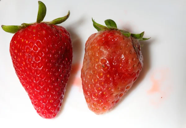 Healthy and rotten spoiled bad red strawberries — Stock Photo, Image